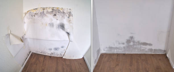 Best Best Mold Removal Companies  in Jasmine Estates, FL